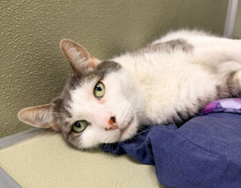 Rescue Domestic Short Hair Cats for Adoption in Milltown, New Jersey - Abercrombie | PetCurious
