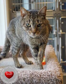 Domestic Short Hair Cats Available for Adoption in Sidney, Ohio - Sombre | PetCurious