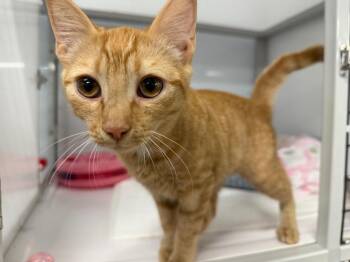 Gretel -  Domestic Short Hair Cat for Adoption in Raleigh, North Carolina - Gretel | PetCurious