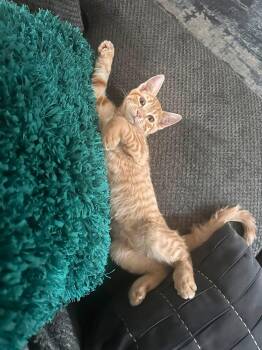Waffle -  Domestic Short Hair Cat for Adoption in Colorado Springs, Colorado - Waffle | PetCurious