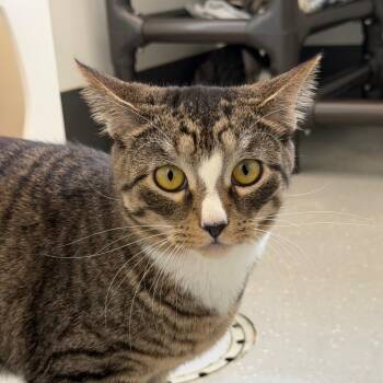 Domestic Short Hair Cats Available for Adoption in New York, New York - Bo Lo Bao | PetCurious