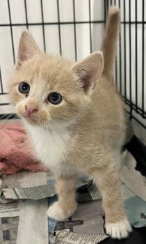 Jeremiah -  Domestic Short Hair Cat for Adoption in Williamsburg, Virginia - Jeremiah | PetCurious