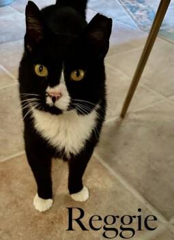 Reggie -  Domestic Short Hair Cat for Adoption in Cincinnati, Ohio - Reggie | PetCurious