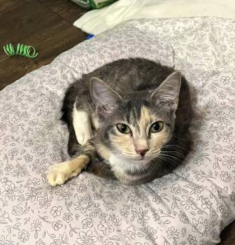 Sweet Pea -  Dilute Calico and Tabby Cat for Adoption in Columbia, South Carolina - Sweet Pea | PetCurious