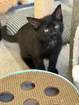 STEVIE -  Domestic Short Hair Cat for Adoption in St. Peters, Missouri - STEVIE | PetCurious