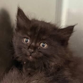 Domestic Long Hair Cats Available for Adoption in Jacksonville, Arkansas - JASH-Stray-9997_2 | PetCurious