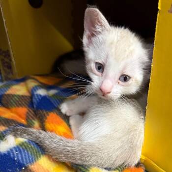 McKenzie -  Domestic Short Hair Cat for Adoption in Bismarck, North Dakota - McKenzie | PetCurious