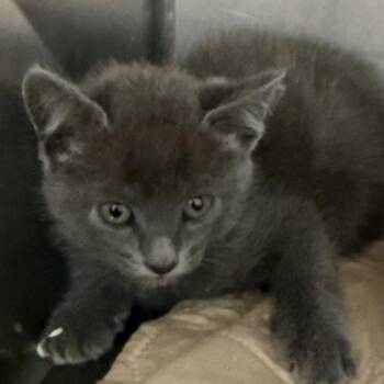 Spock -  Domestic Short Hair Cat for Adoption in Troy, Virginia - Spock | PetCurious