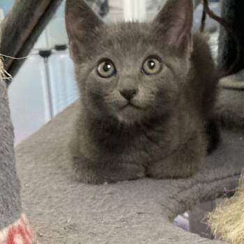 Zucchini Bread -  Domestic Short Hair Cat for Adoption in Riverside, California - Zucchini Bread | PetCurious