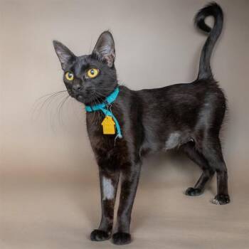CORAL -  Domestic Short Hair Cat for Adoption in St. Louis, Missouri - CORAL | PetCurious