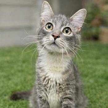 Domestic Medium Hair Cats Available for Adoption - Tobi | PetCurious