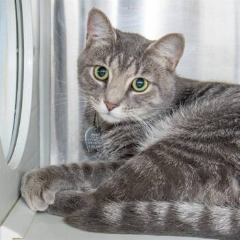 LOUIE -  Domestic Short Hair Cat for Adoption in St. Louis, Missouri - LOUIE | PetCurious