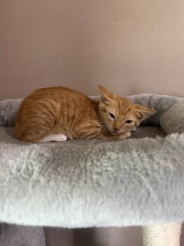 Nehemiah -  Domestic Short Hair Cat for Adoption in Alafaya, Florida - Nehemiah | PetCurious