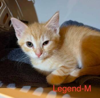 Legend -  Domestic Short Hair Cat for Adoption in Cloquet, Minnesota - Legend | PetCurious