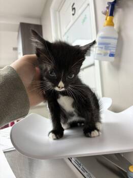 Toast -  Domestic Short Hair Cat for Adoption in Marietta, Georgia - Toast | PetCurious