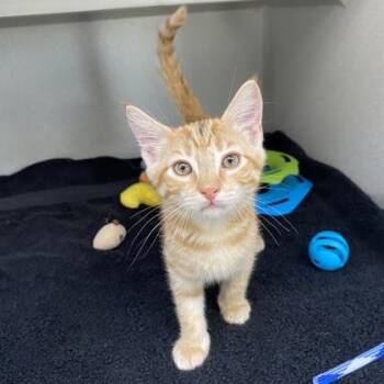 -Harry Potter -  Tabby and Domestic Short Hair Cat for Adoption in Red Bluff, California - -Harry Potter | PetCurious
