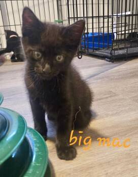 Big Mac -  Domestic Short Hair Cat for Adoption in Chalfont, Pennsylvania - Big Mac | PetCurious