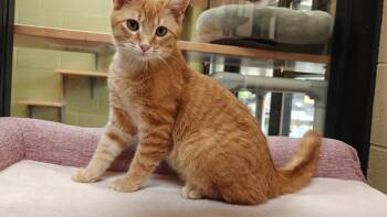 Domestic Short Hair Cats Available for Adoption - Piatt Park | PetCurious