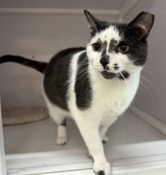 Rescue Domestic Short Hair Cats for Adoption in Alexandria, Virginia - Cowtail | PetCurious