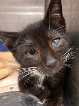 Rescue Domestic Short Hair Cats for Adoption in Lima, Ohio - Pablo | PetCurious