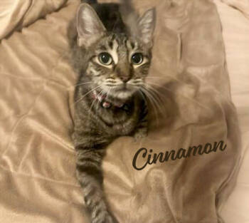 Rescue Tabby and Domestic Short Hair Cats for Adoption in Houston, Texas - Cinnamon | PetCurious