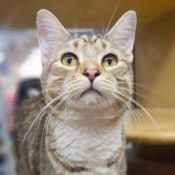 Liam -  Domestic Short Hair Cat for Adoption in Santa Ana, California - Liam | PetCurious