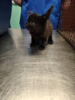 Domestic Short Hair Cats Available for Adoption in Ocala, Florida - ANNIE MILKLEY | PetCurious