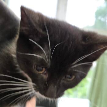 Fauna -  Domestic Short Hair Cat for Adoption in Kennebunk, Maine - Fauna | PetCurious