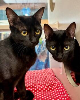 Domestic Short Hair Cats Available for Adoption in Novato, California - Raven | PetCurious