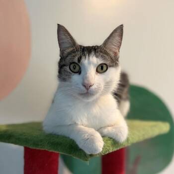 Domestic Short Hair Cats Available for Adoption in Minnetonka, Minnesota - April C68765 | PetCurious