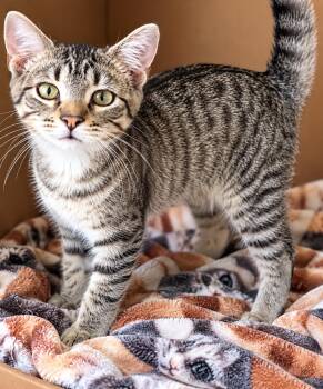 Mark (Nancy-fostered in TN) -  Tabby and Domestic Short Hair Cat for Adoption in Brighton, Tennessee - Mark (Nancy-fostered In TN) | PetCurious