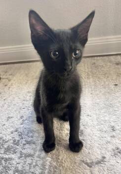 Sirius Black 0465 -  Domestic Short Hair Cat for Adoption in Dallas, Texas - Sirius Black 0465 | PetCurious