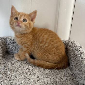 Gelato -  Domestic Short Hair Cat for Adoption in Granville, Ohio - Gelato | PetCurious