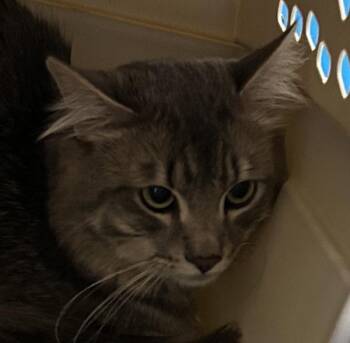 Mulligan -  Domestic Medium Hair Cat for Adoption in Golden, Colorado - Mulligan | PetCurious