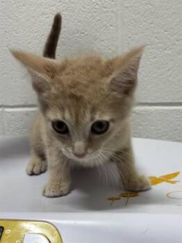 BEAUTY -  Domestic Short Hair Cat for Adoption - BEAUTY | PetCurious