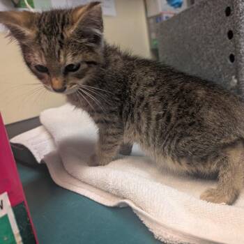 Turk -  Domestic Short Hair Cat for Adoption in Pasadena, California - Turk | PetCurious