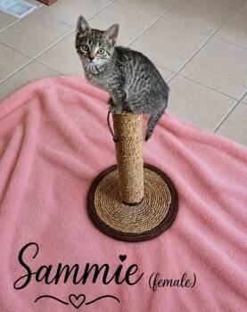 Sammie -  Domestic Short Hair Cat for Adoption in Elyria, Ohio - Sammie | PetCurious