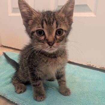 Vespa -  Domestic Short Hair Cat for Adoption in Jasper, Indiana - Vespa | PetCurious