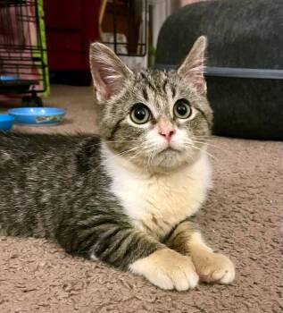 Rescue Tabby Cats for Adoption in New Albany, Ohio - Cheeto | PetCurious