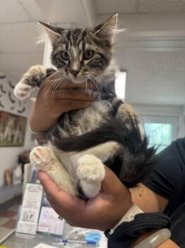 Drake -  Domestic Medium Hair Cat for Adoption in Ontario, California - Drake | PetCurious