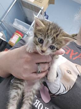 Rescue Domestic Short Hair Cats for Adoption in Evansville, Indiana - Togepi | PetCurious