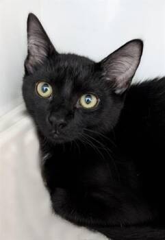 Rescue Domestic Short Hair Cats for Adoption in Canfield, Ohio - KODA | PetCurious