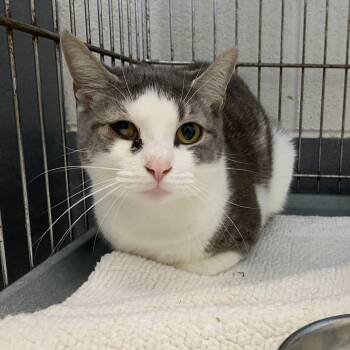 Domestic Short Hair Cats Available for Adoption in King George, Virginia - Jackie | PetCurious