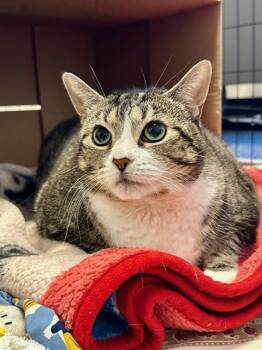 MACY -  Domestic Medium Hair Cat for Adoption in Boston, Massachusetts - MACY | PetCurious