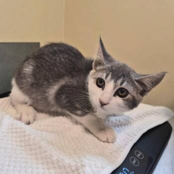 Beyonce -  Domestic Short Hair Cat for Adoption in Pasadena, California - Beyonce | PetCurious