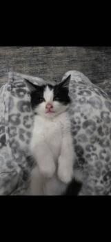 Turbo -  Tuxedo Cat for Adoption in Saint Ansgar, Iowa - Turbo | PetCurious