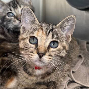 Baby -  Domestic Short Hair Cat for Adoption in Chicago, Illinois - Baby | PetCurious