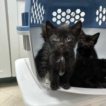 Darlene (Panther) -  Domestic Short Hair Cat for Adoption in Indianapolis, Indiana - Darlene (Panther) | PetCurious