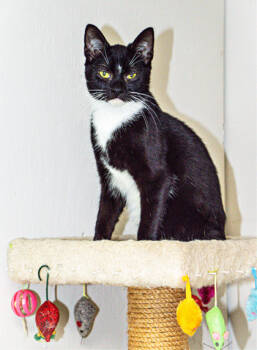 Rescue Domestic Short Hair Cats for Adoption in Tiger, Georgia - Luke | PetCurious