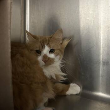 Domestic Short Hair Cats Available for Adoption - Marz (Critter Barn) | PetCurious